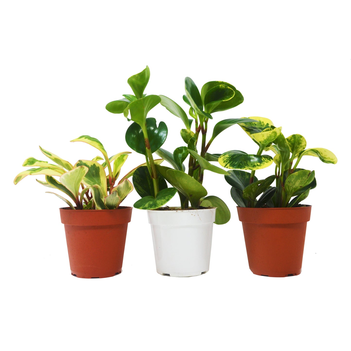 3 Different Peperomia Plants in 4" Pots 4" potted plant