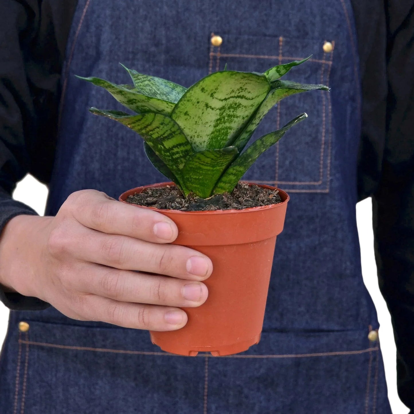 Snake Plant Black Robusta potted plant
