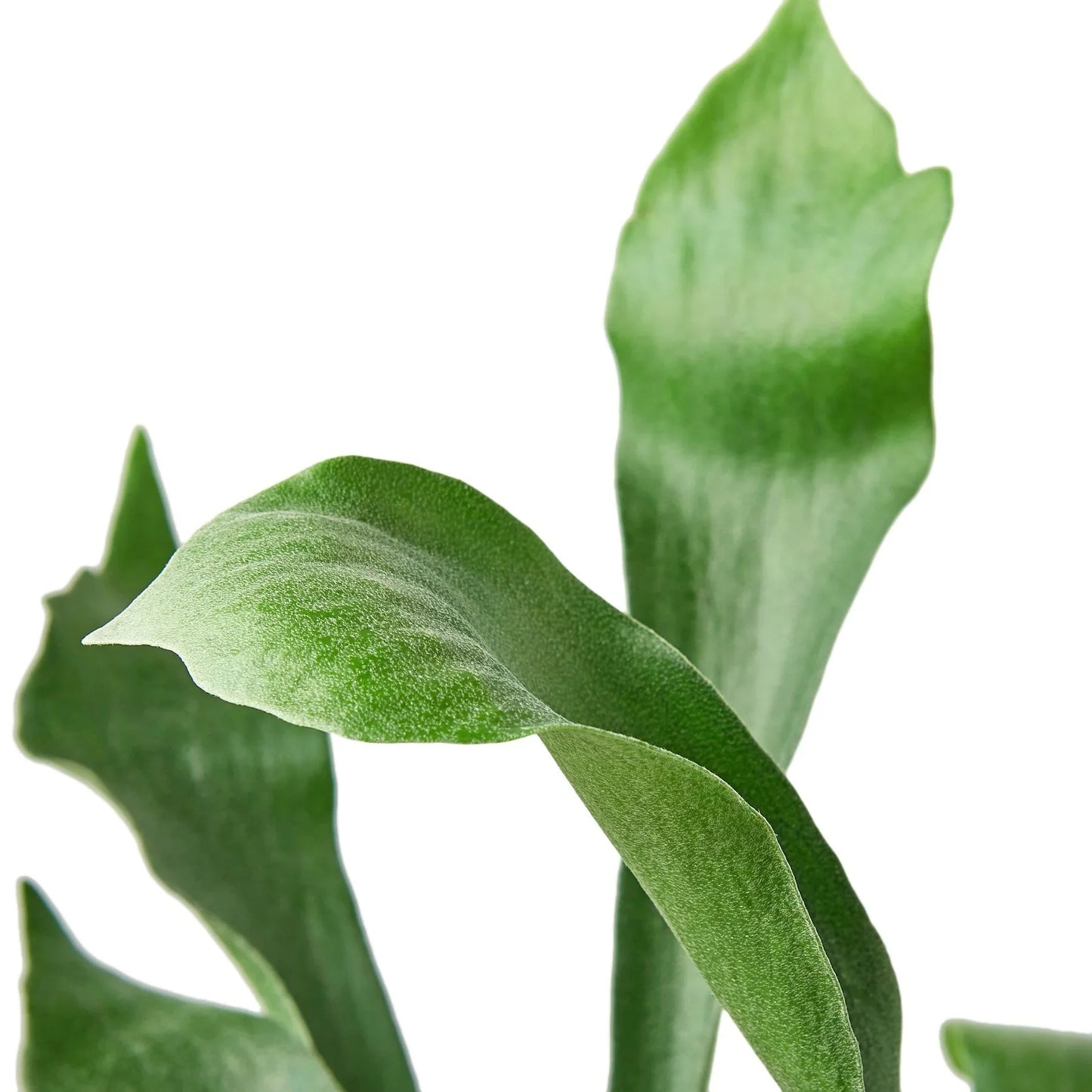 Staghorn Fern potted plant