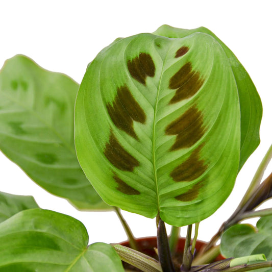 Maranta 'Leuconeura' 4" potted plant