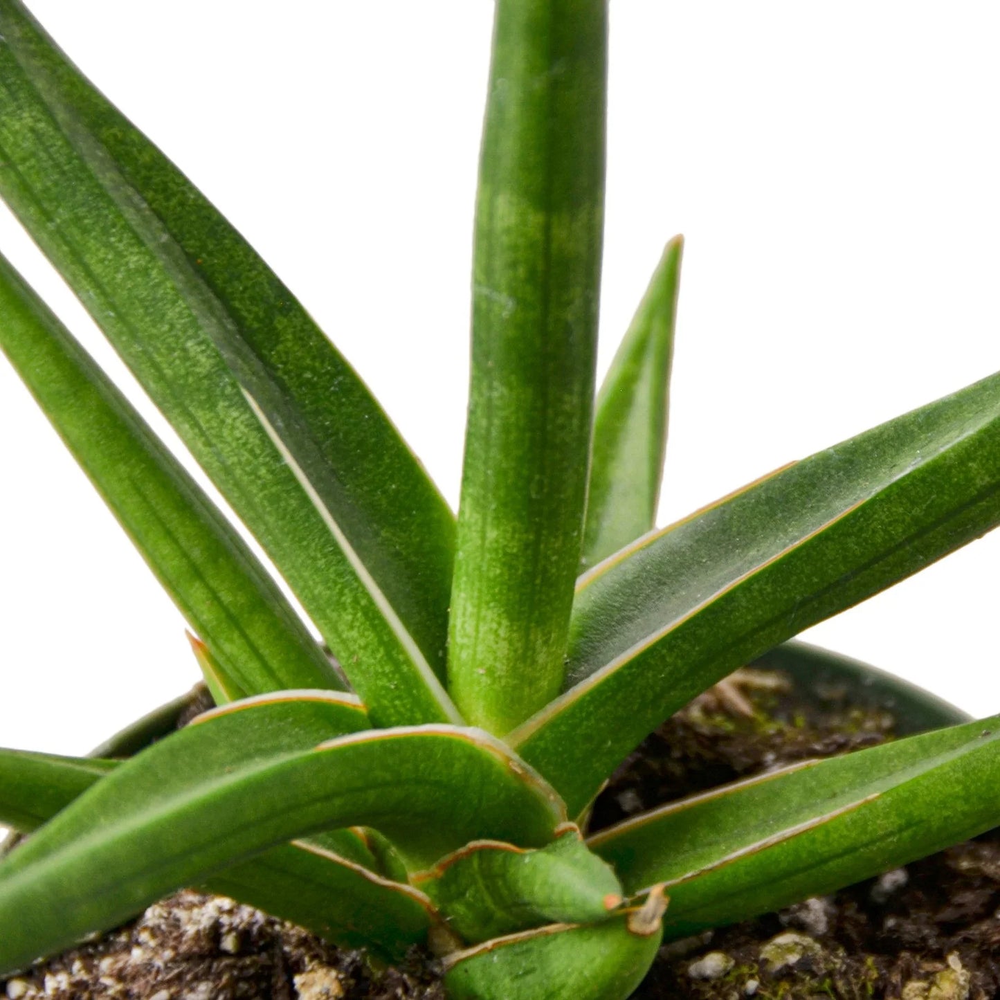 Snake 'Stuckii' 4" potted plant