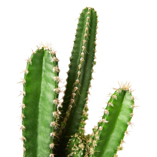 Fairy Castle Cactus potted plant