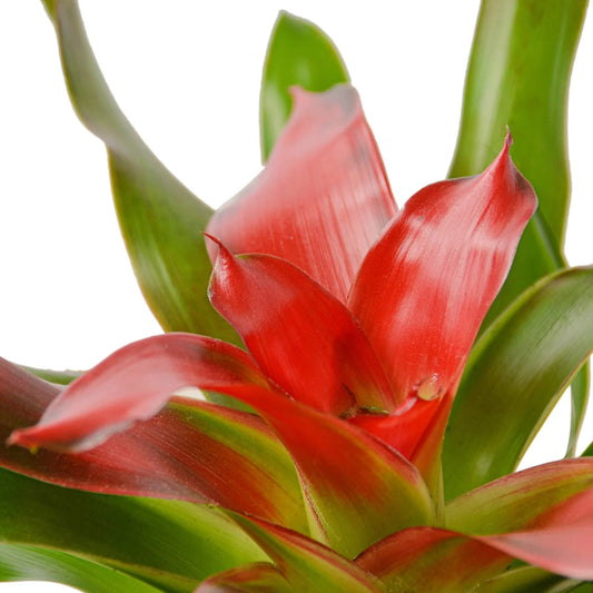Bromeliad Medusa potted plant