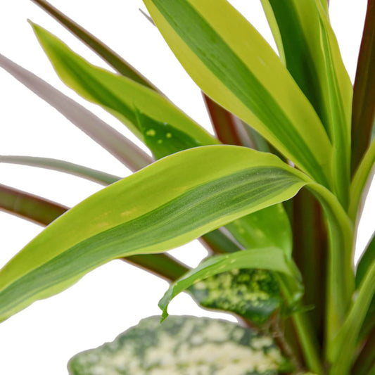 Dracaena 'Combo' potted plant