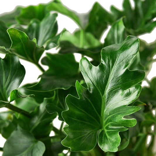 Philodendron ‘Little Hope' potted plant