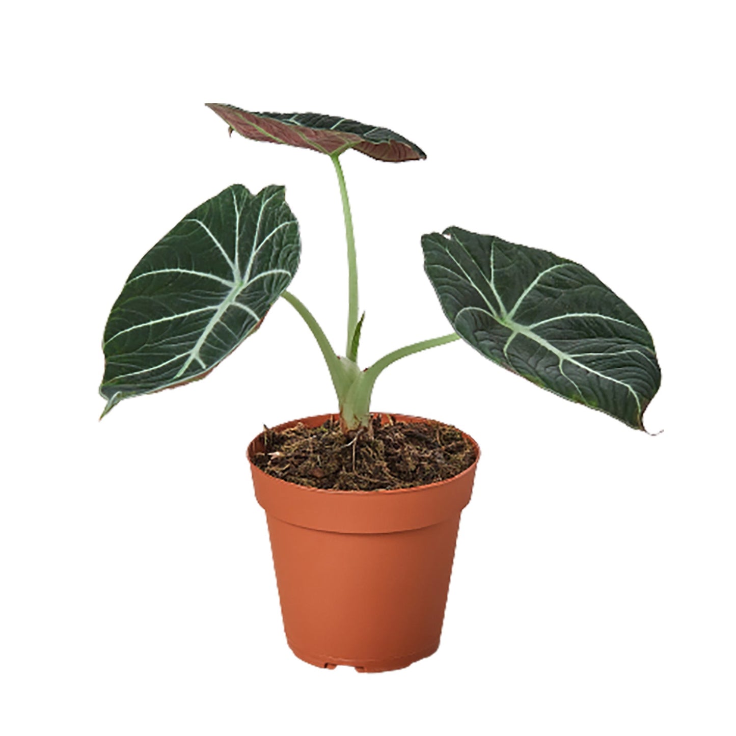 Alocasia Reginula 'Black Velvet' 4" potted plant