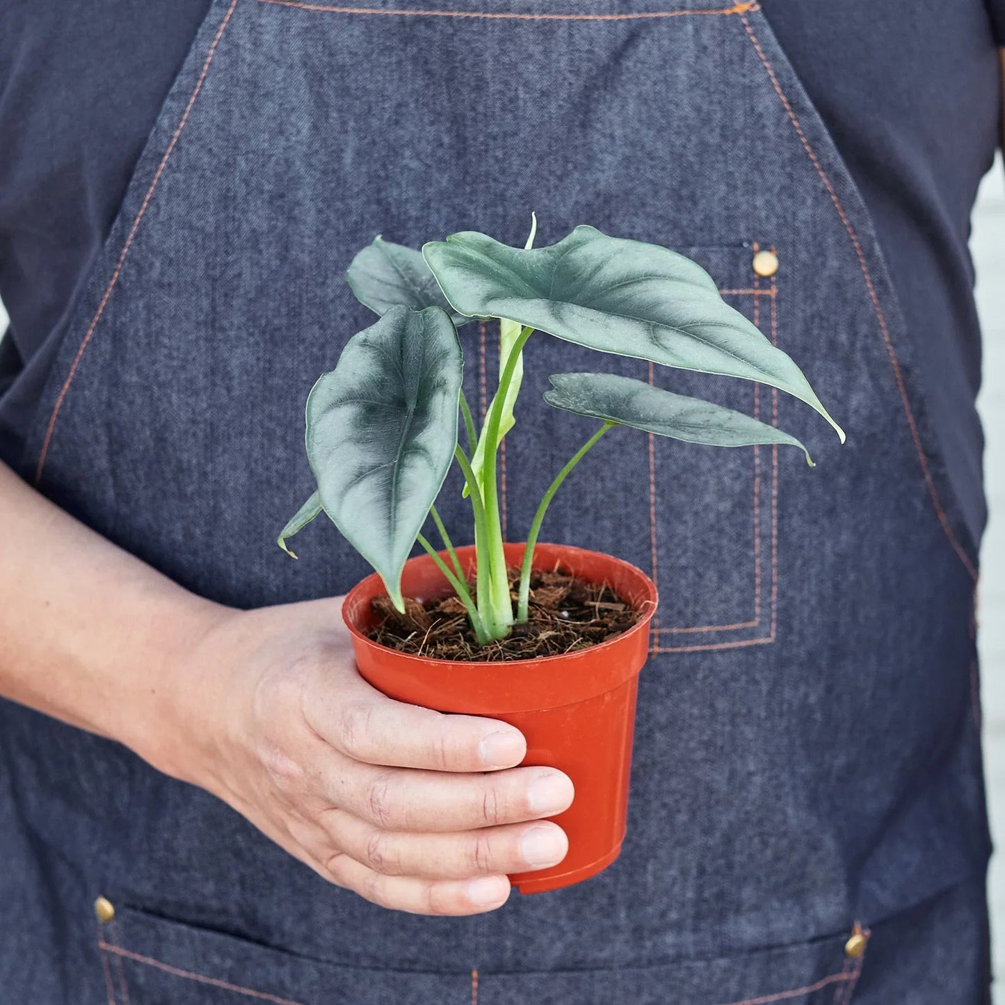 Alocasia Amazonica 'Reversa' potted plant