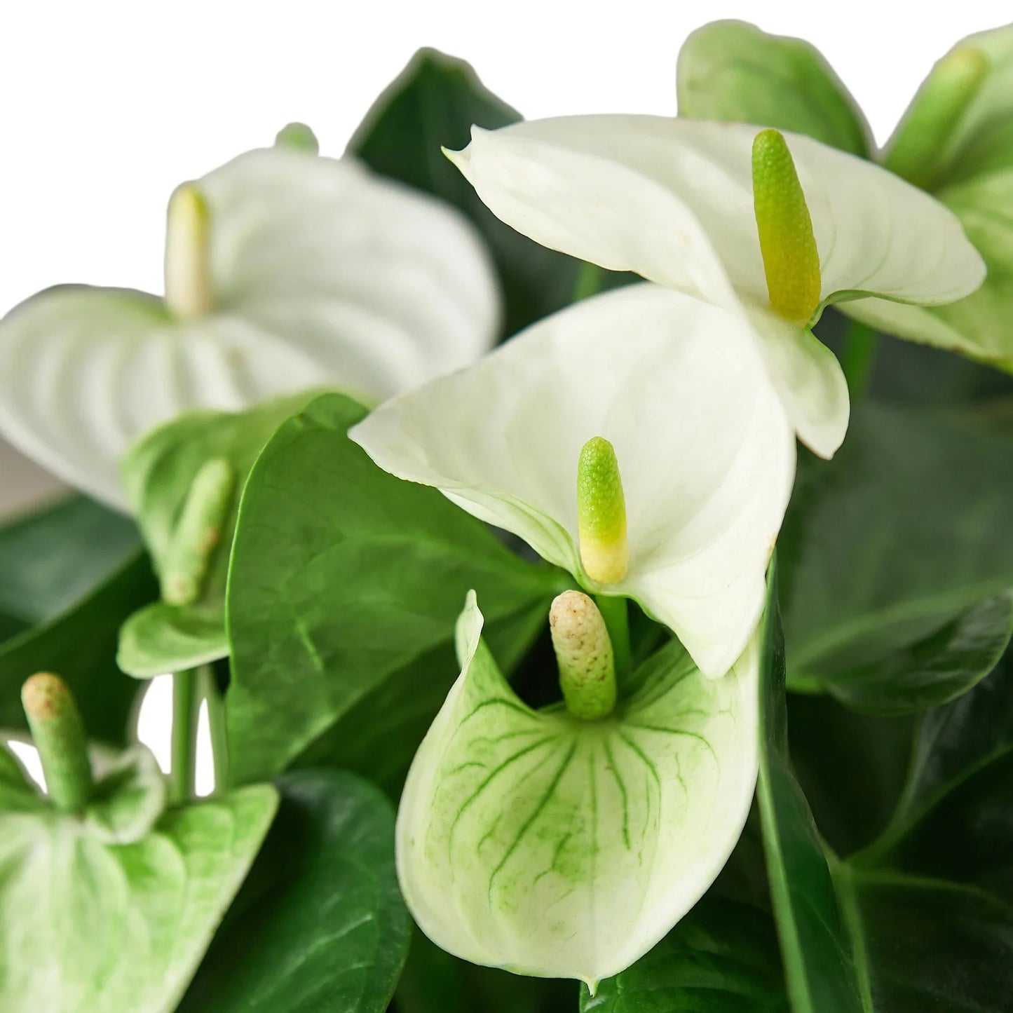 Anthurium 'White' potted plant