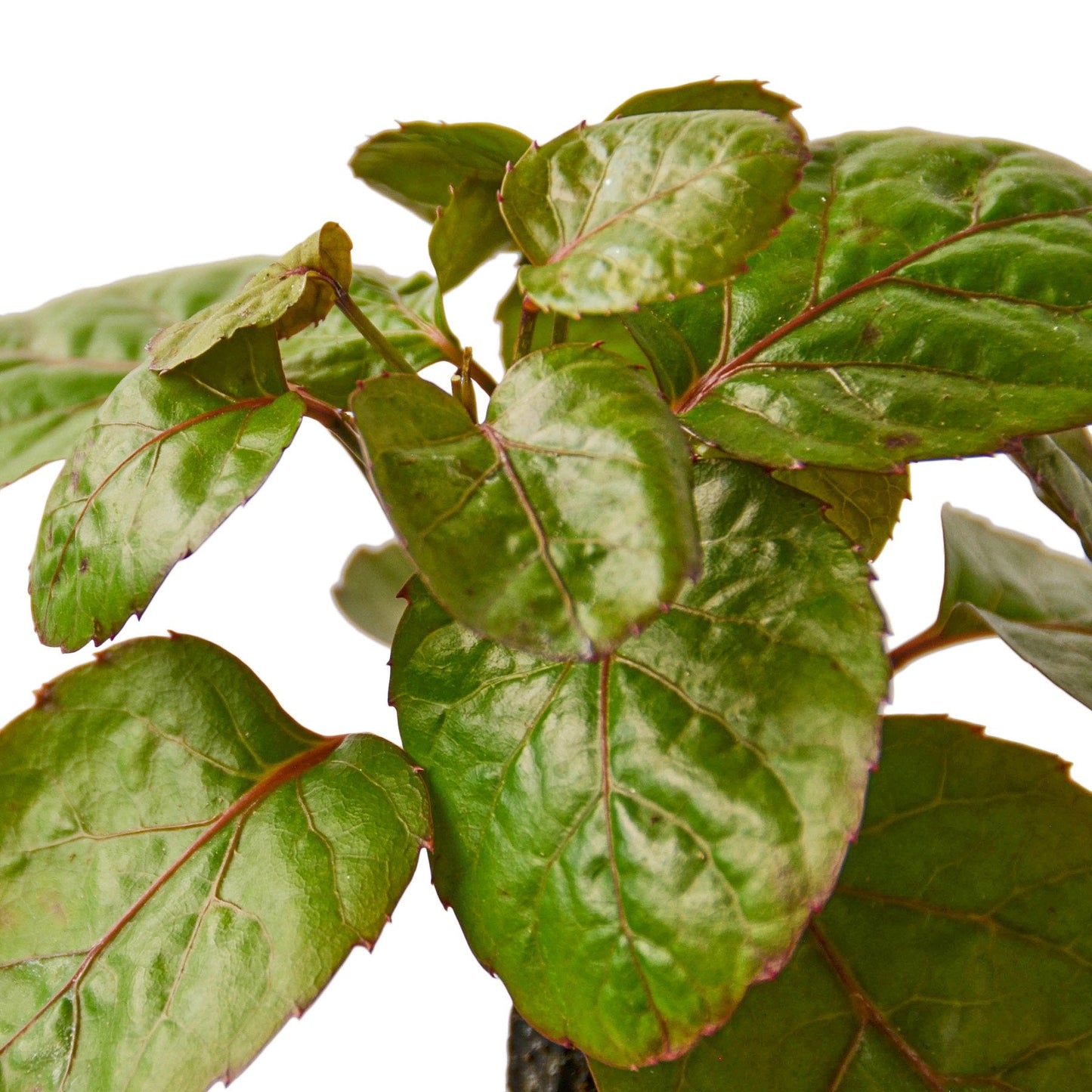 Aralia Fabian Stump 'Polyscias Scutellaria' potted plant