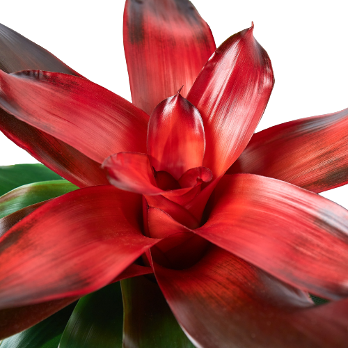 Bromeliad Medusa potted plant