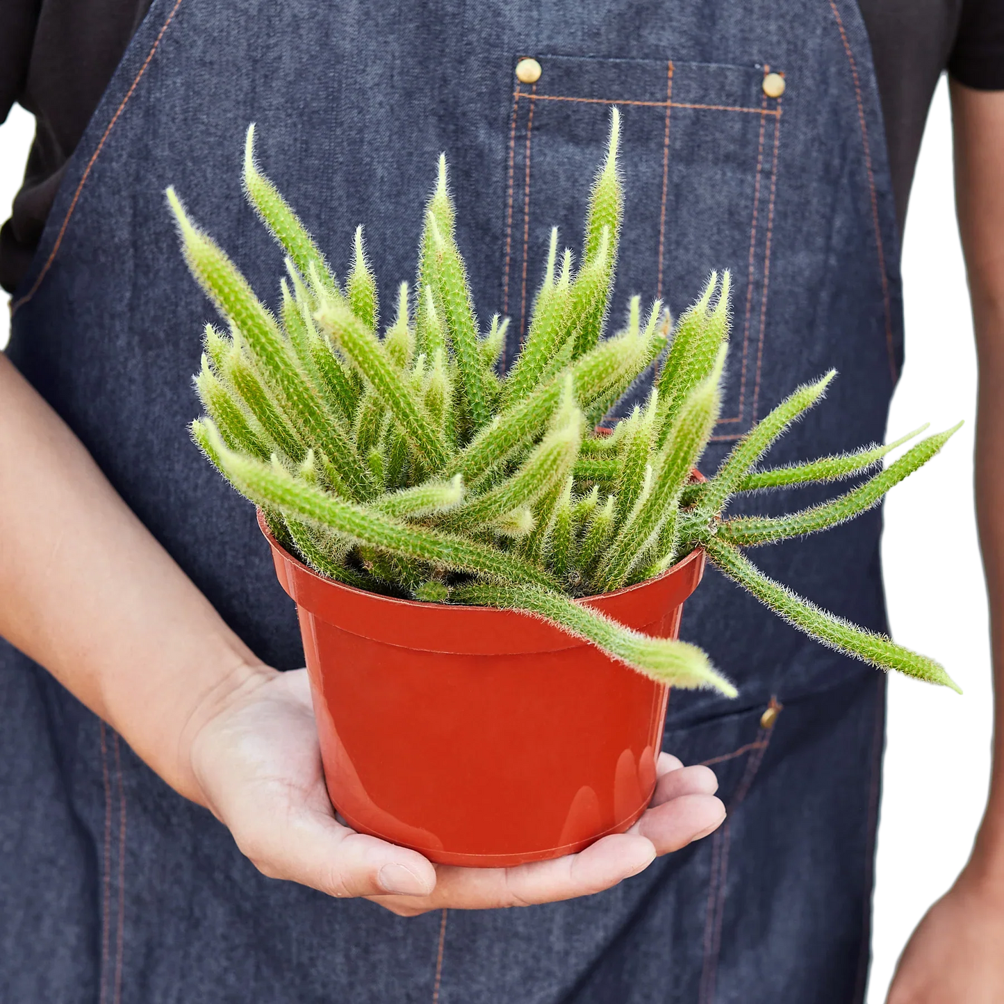 Rat Tail Cactus potted plant
