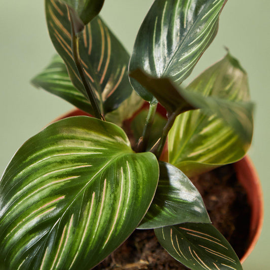Calathea 'Beauty Star' - House Plant Shop
