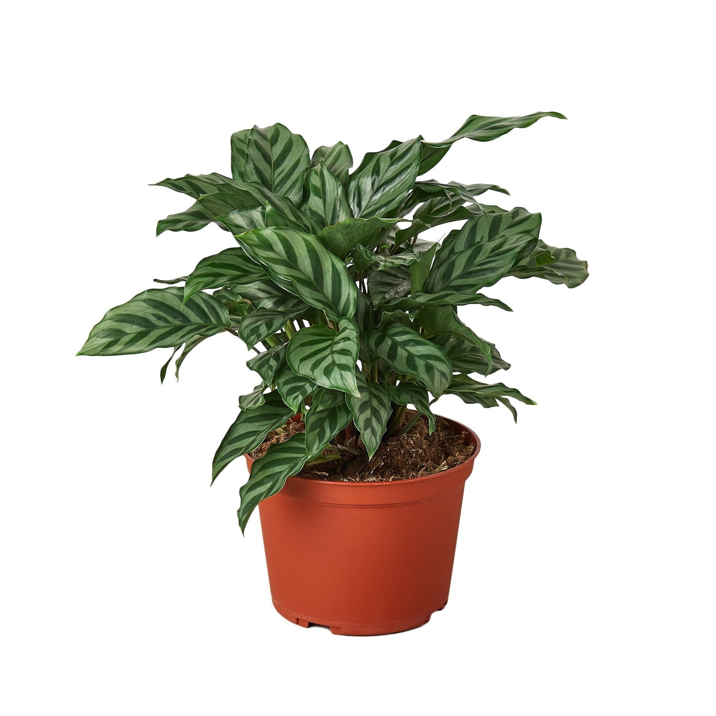 Calathea Concinna 'Freddie' 6" potted plant