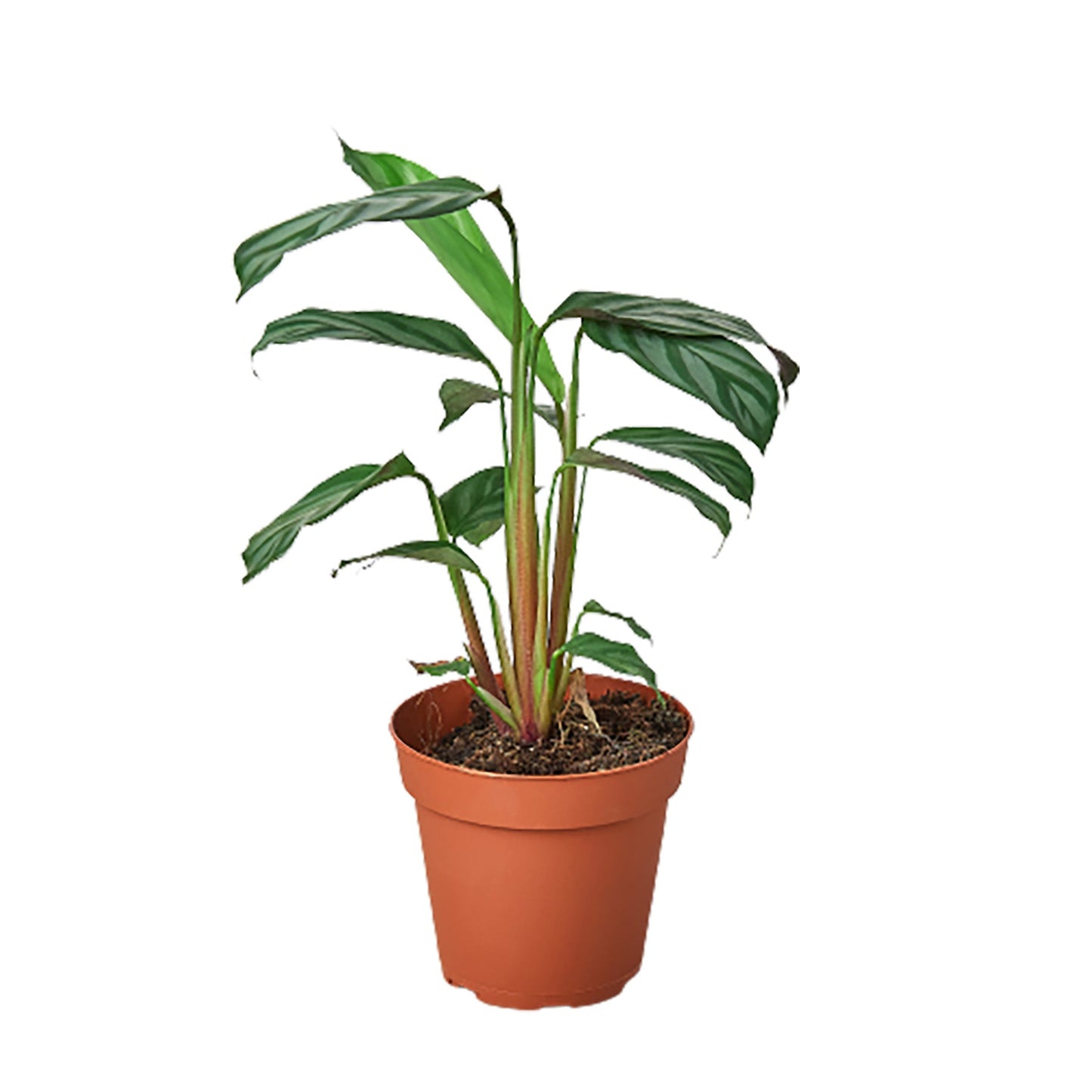 Calathea 'Grey Star' 4" potted plant