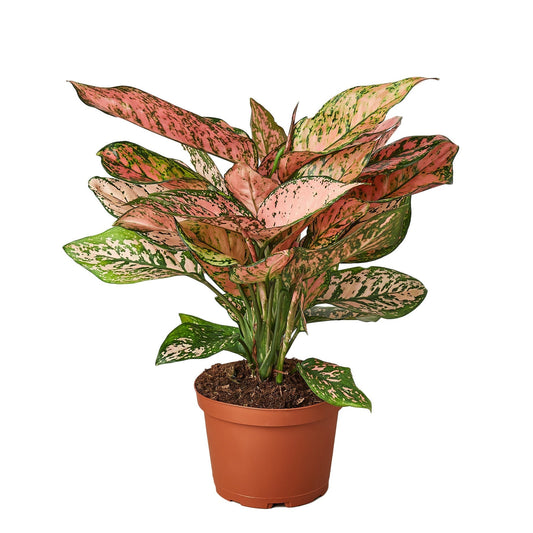 Chinese Evergreen 'Lady Valentine' 6" potted plant