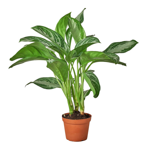 Chinese Evergreen 'Silver Bay' potted plant