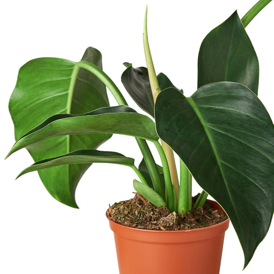 Philodendron 'Congo Green' 6" potted plant