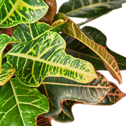 Croton 'Oak Leaf' potted plant