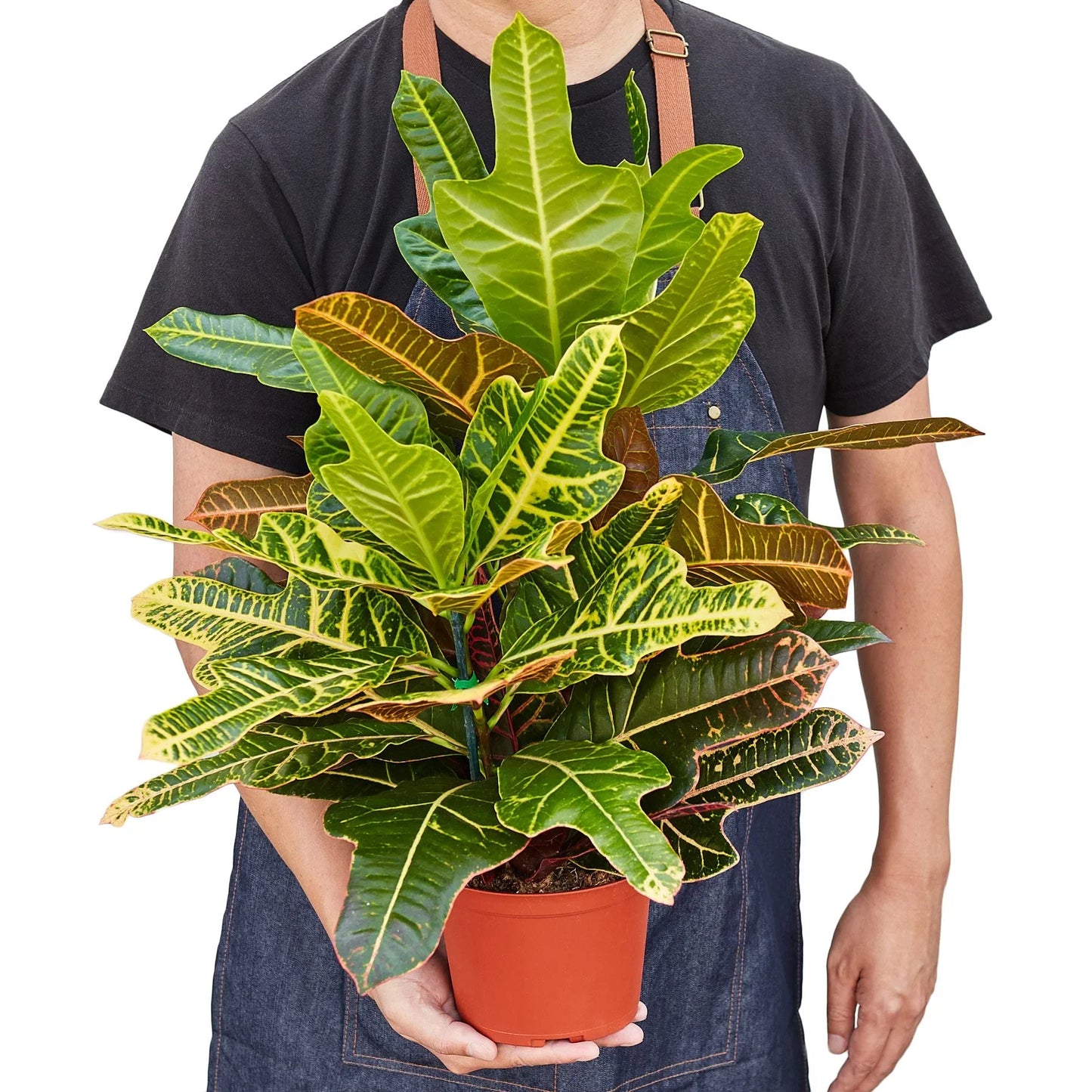 Croton 'Oak Leaf' potted plant