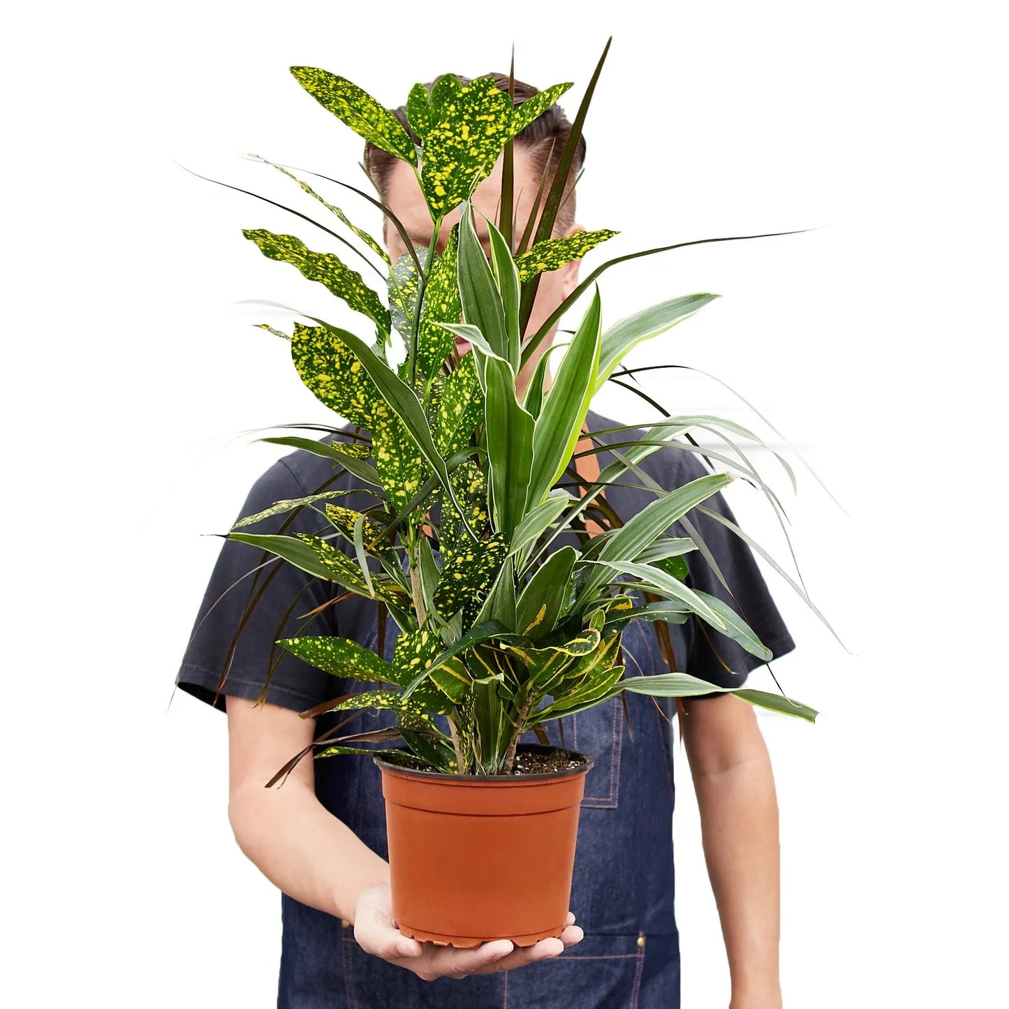 Dracaena 'Combo' potted plant