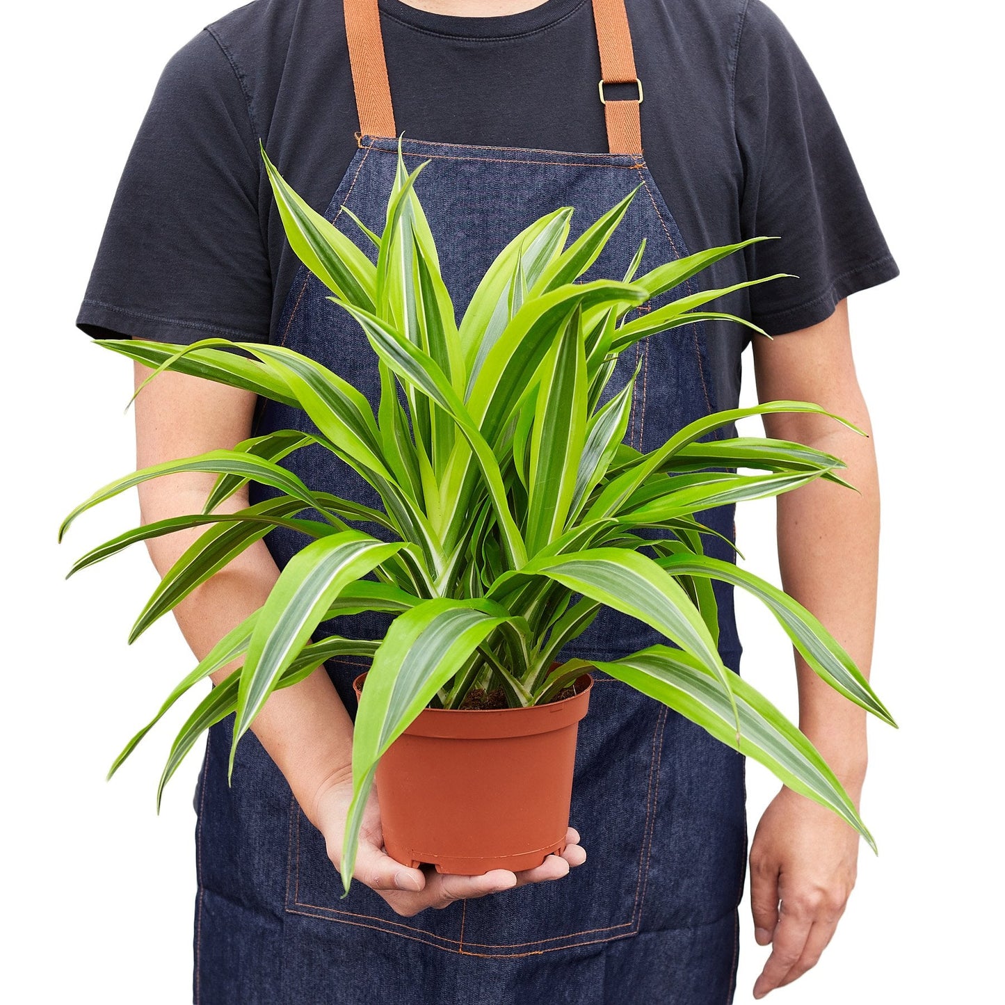 Dracaena Deremensis 'Lemon Lime' potted plant