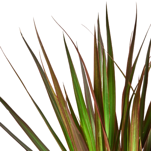 Dracaena 'Marginata Magenta' potted plant