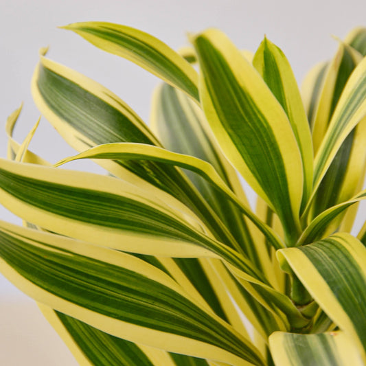 Dracaena Song of India - House Plant Shop