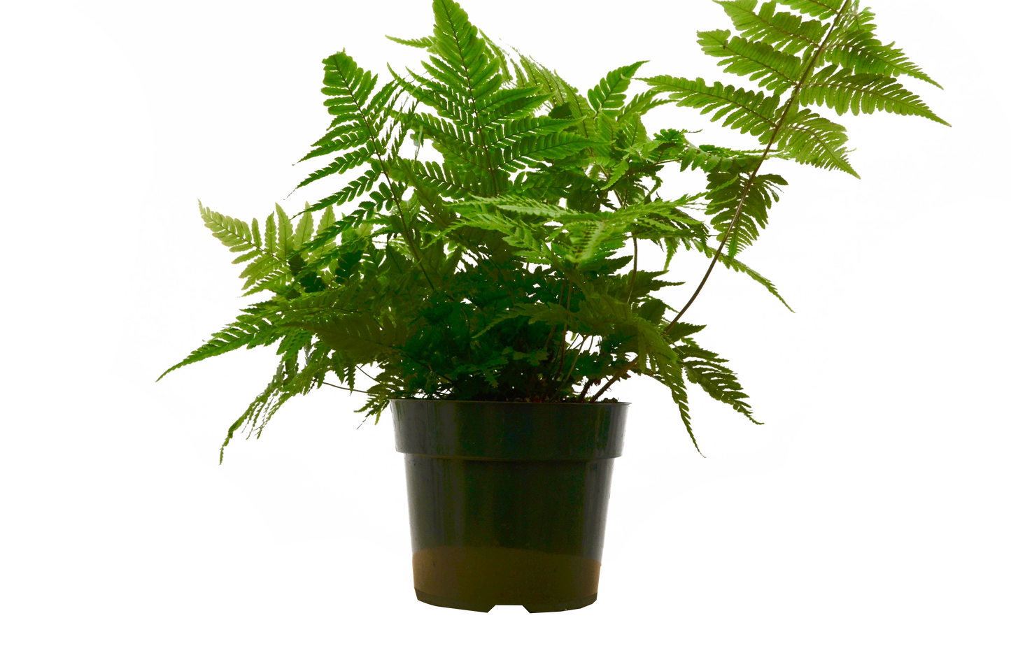 'Autumn' Fern 6" potted plant