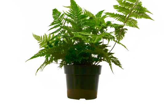 'Autumn' Fern 6" potted plant