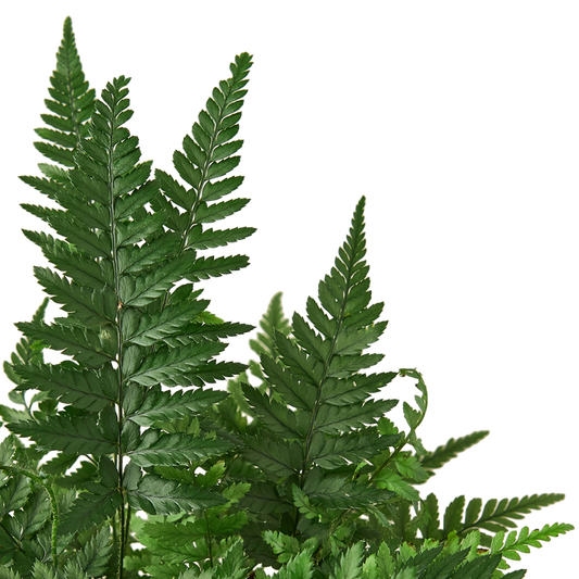 'Korean Rock' Fern potted plant