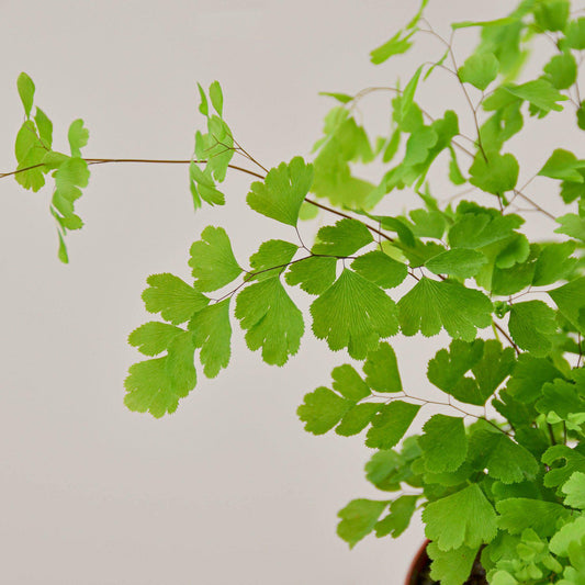 Maidenhair Fern potted plant