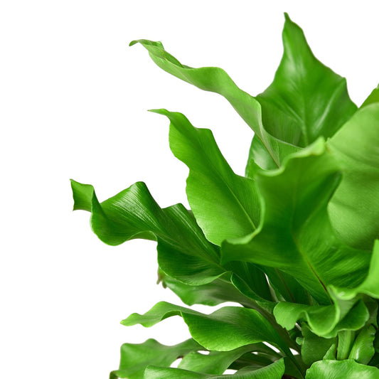 Bird's Nest 'Nidus' Fern potted plant