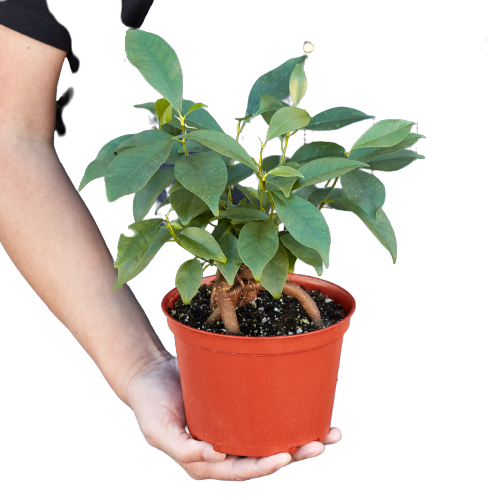 Ficus 'Ginseng' potted plant