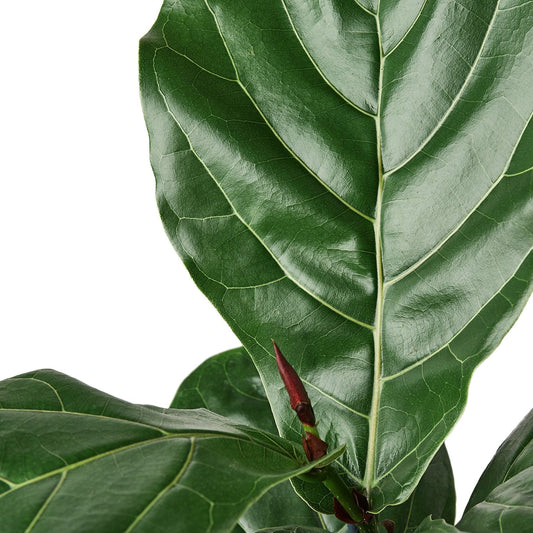 Ficus Lyrata 'Fiddle Leaf Fig' potted plant