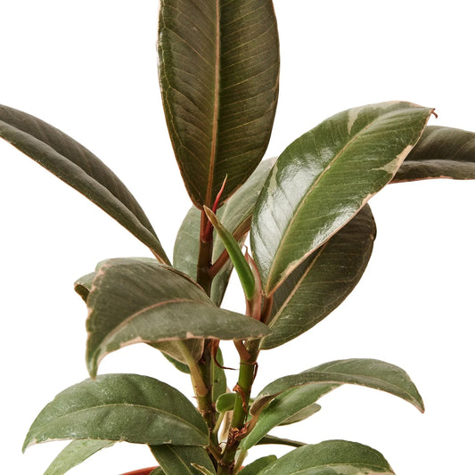 Ficus Elastica 'Tineke' potted plant