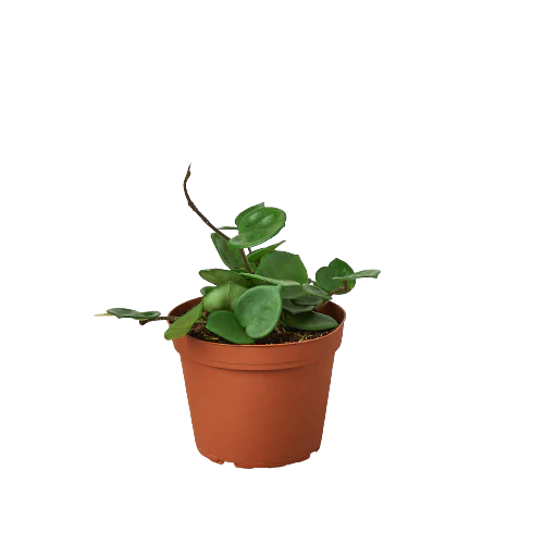 Hoya Carnosa 'Chelsea' potted plant