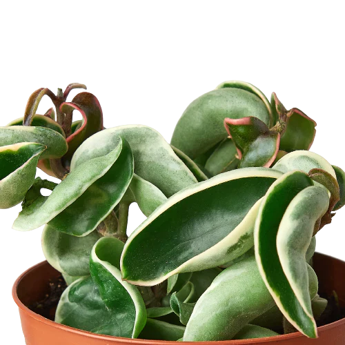Hoya 'Rope Plant' Variegated 4" potted plant