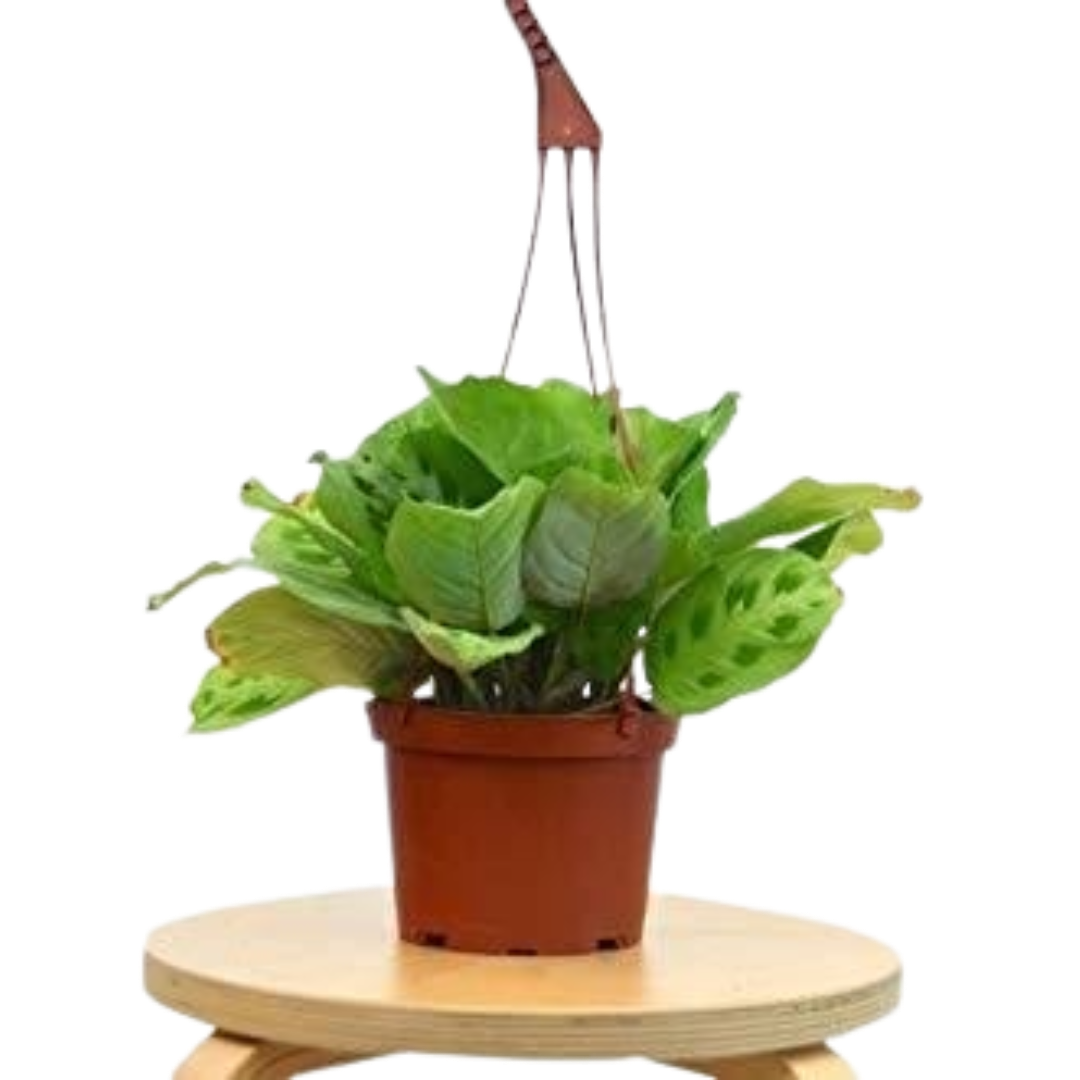 Maranta 'Leuconeura' 6" potted plant