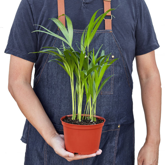 Areca Palm potted plant