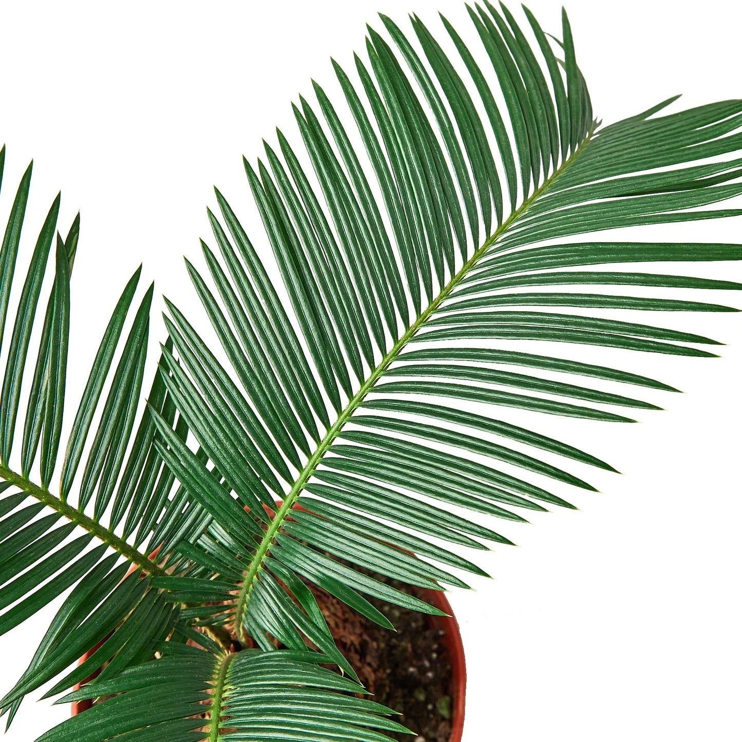 Sago Palm 6" potted plant