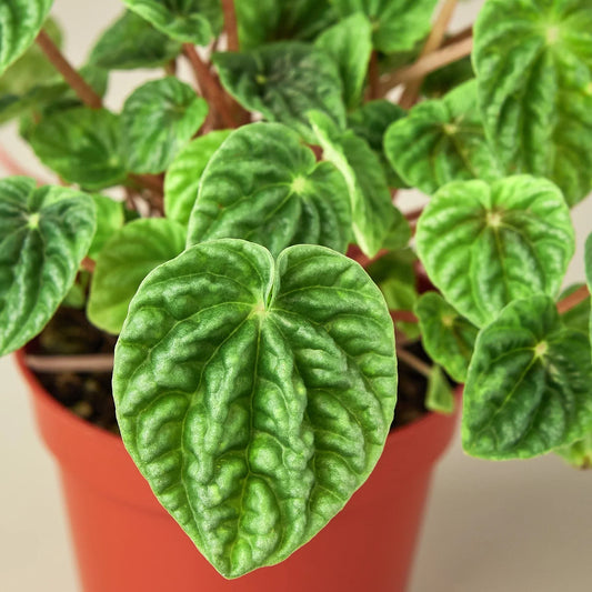 Peperomia 'Ripple' 4" potted plant