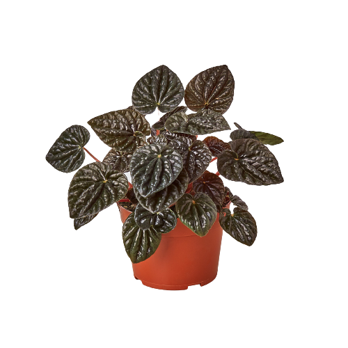 Peperomia 'Ripple Red' 4" potted plant