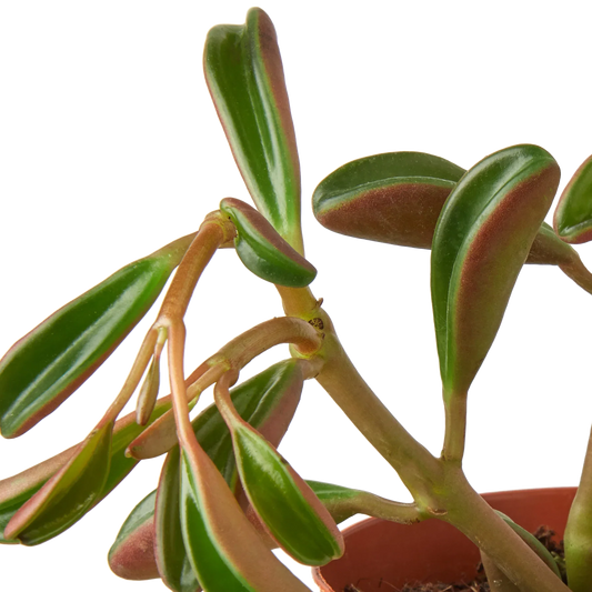 Peperomia 'Ruby Glow' potted plant