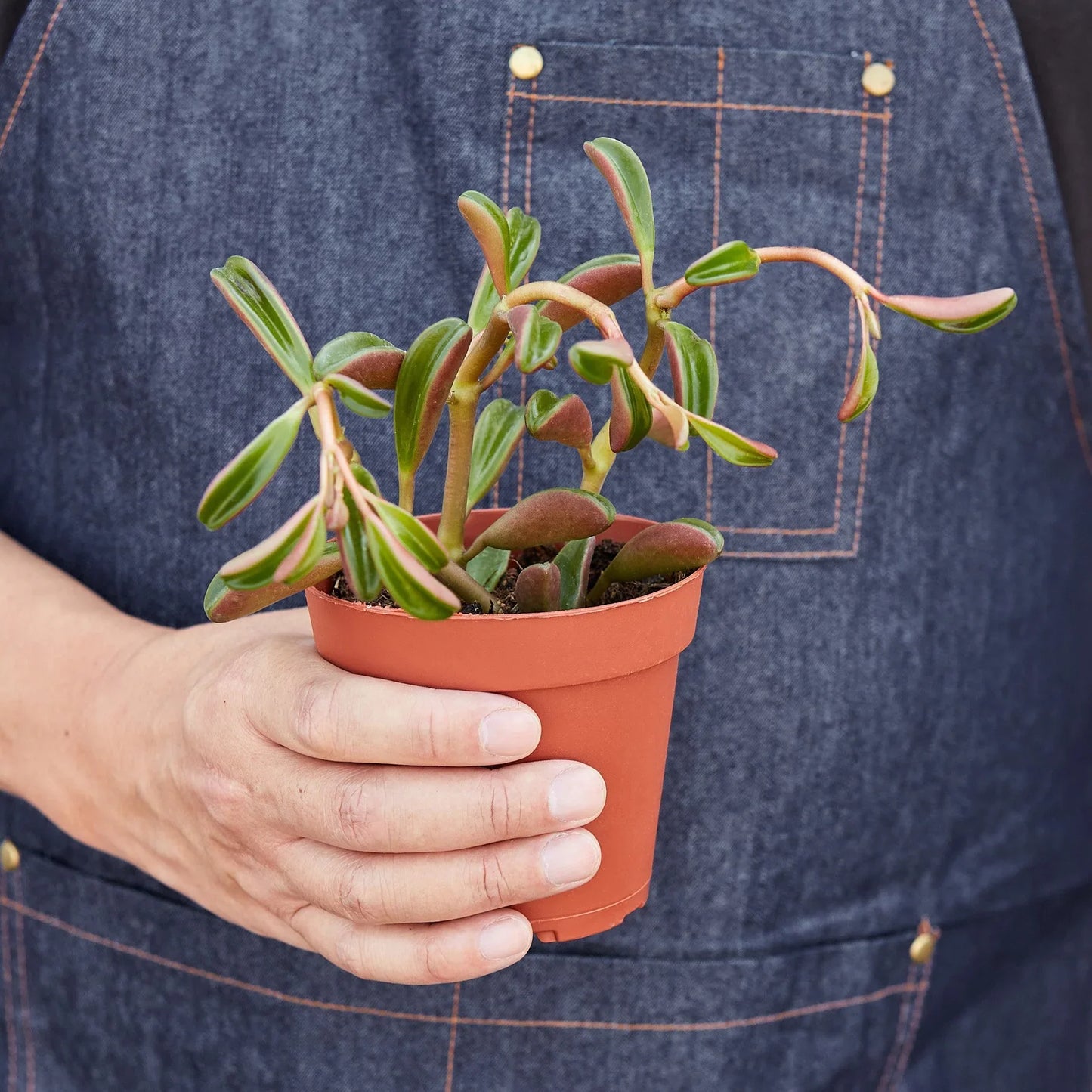 Peperomia 'Ruby Glow' potted plant