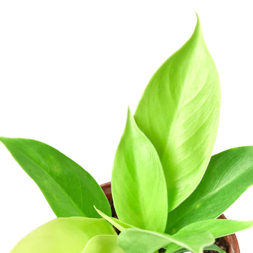 Philodendron 'Moonlight' 4" potted plant