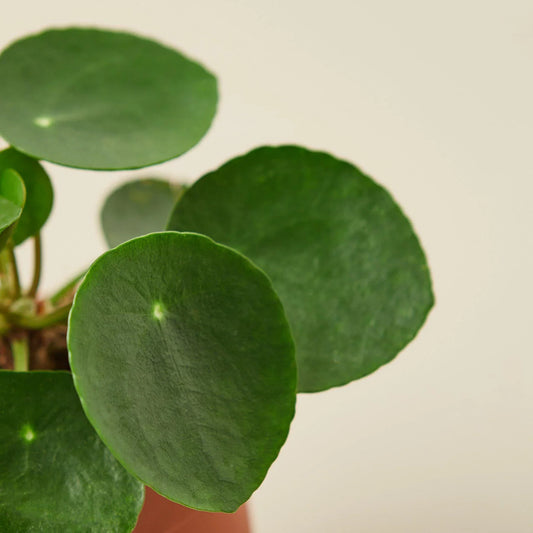 Pilea Peperomioides 'Chinese Money' potted plant