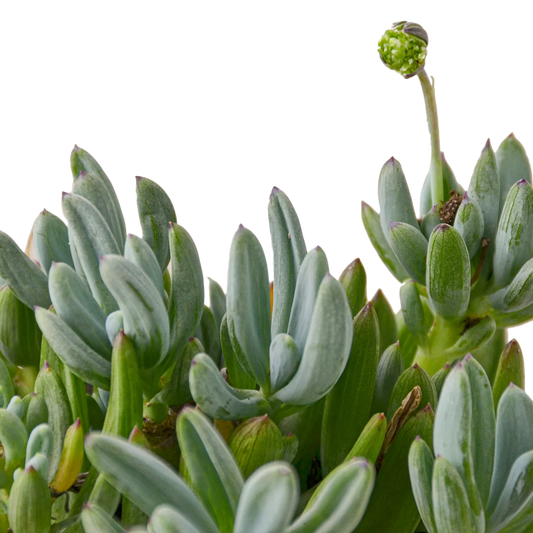 Blue Chalk Stick potted plant