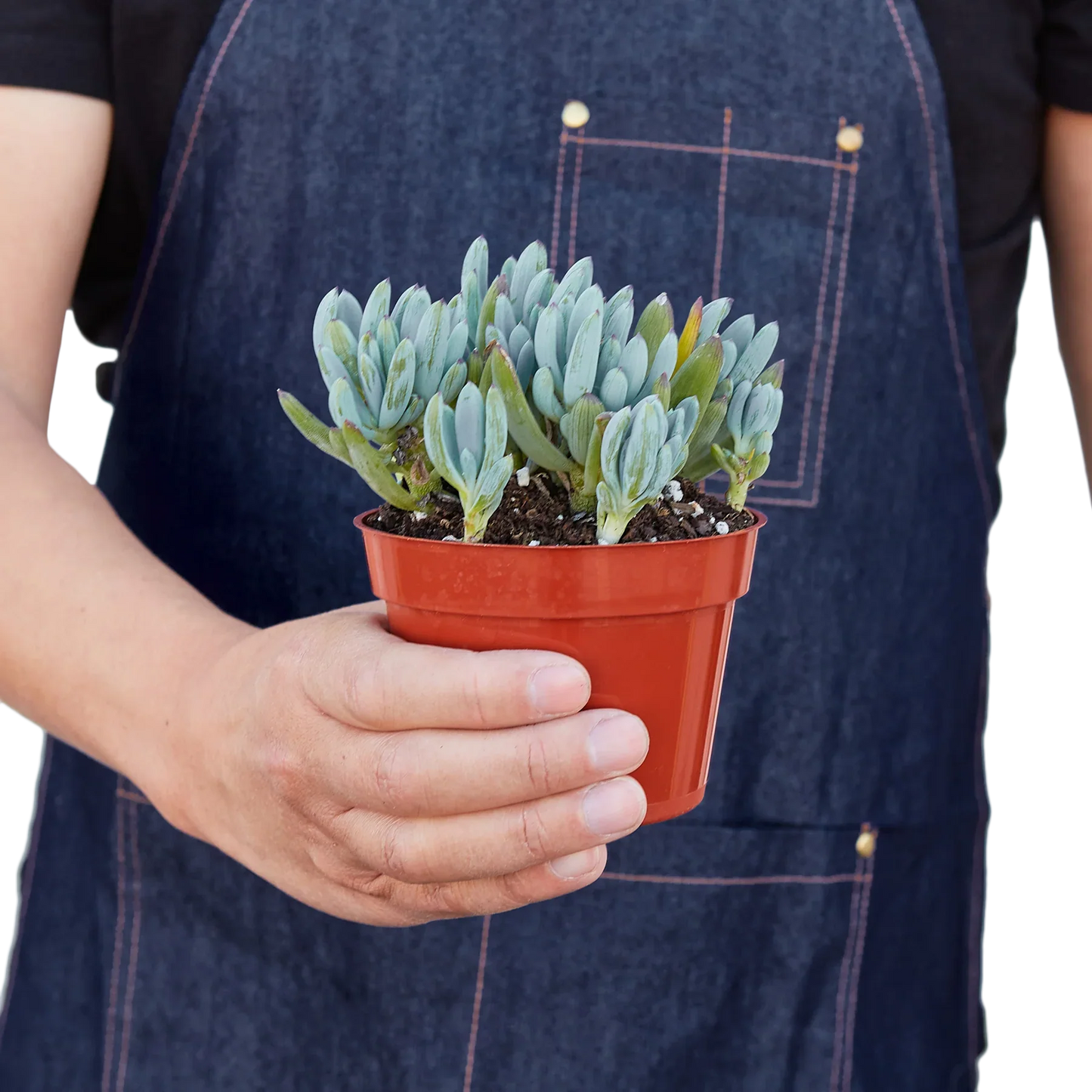 Blue Chalk Stick potted plant