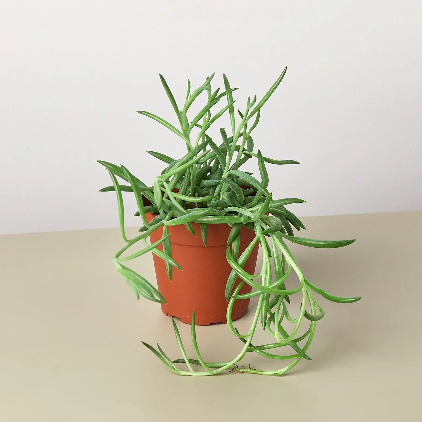 Senecio Succulent 'Fish Hooks' 4" potted plant