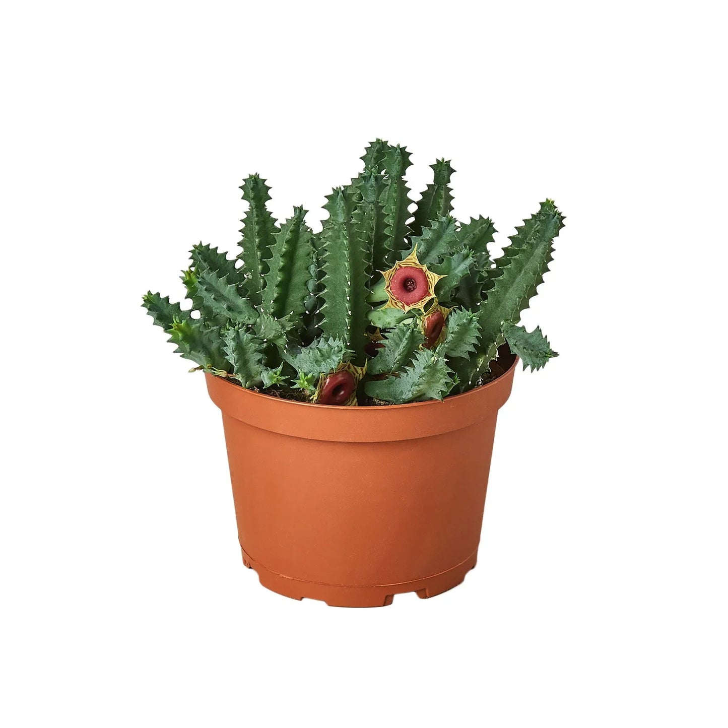 Lifesaver Cactus potted plant